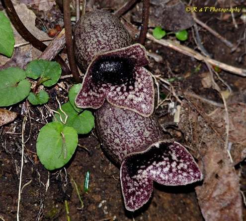 {Hexastylis shuttleworthii}